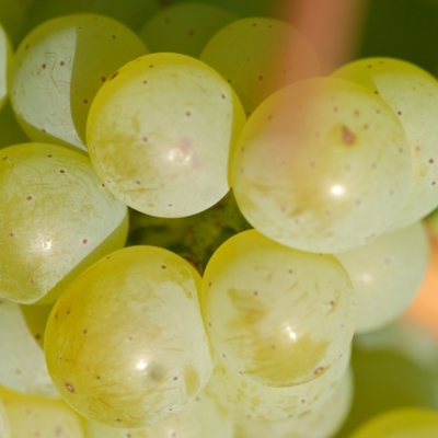 Silvaner ANT 1034